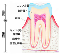 歯周病の進行具合と治療方法